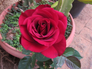 As rosas rosas e vermelhas.