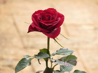 As rosas rosas e vermelhas.