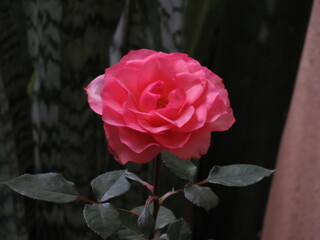 As rosas rosas e vermelhas.