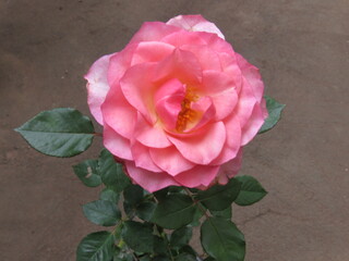 As rosas rosas e vermelhas.