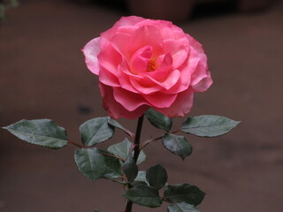 As rosas rosas e vermelhas.