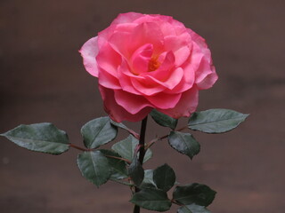 As rosas rosas e vermelhas.