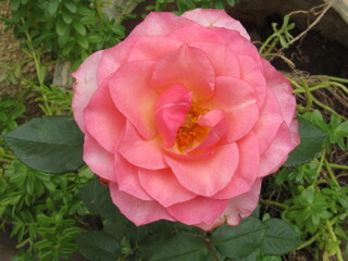 As rosas rosas e vermelhas.