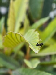 Close up macro shot of black ant on green leaf nature photography insect wildlife small creature image