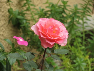 As rosas rosas e vermelhas.