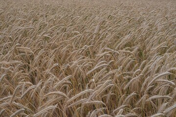 Mature wheat crop in a summer field, fully developed and ready for harvesting. A key stage in food production and grain farming cycle.