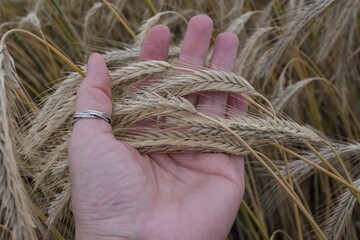 Touching ripe rye ears in a field. Organic grain cultivation, farmland concept, healthy food source, nature background for farming and harvest stock imagery.