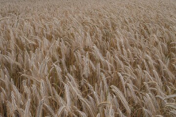 Mature wheat crop in a summer field, fully developed and ready for harvesting. A key stage in food production and grain farming cycle.