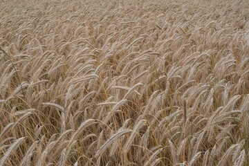 Mature wheat crop in a summer field, fully developed and ready for harvesting. A key stage in food production and grain farming cycle.