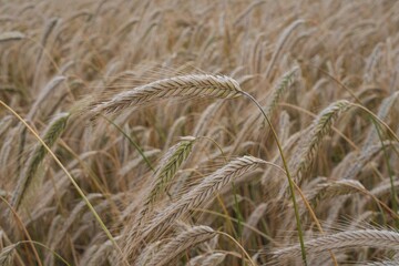 Agricultural field with ripe wheat heads swaying in the wind
