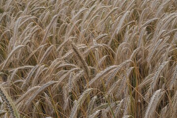 Agricultural field with ripe wheat heads swaying in the wind