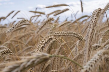 Fototapeta premium Mature rye spikes swaying in the breeze on a summer day. Natural organic grain crop in countryside field. Agricultural food production, seasonal harvest, eco farming.