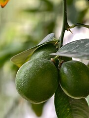 Close up of green limes on a tree branch, fresh lime fruit, citrus fruit, green fruit photography