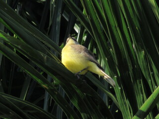 O pássaro no coqueiro.