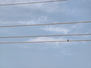 Bird sitting on power line against blue sky and clouds photo with ample copy space