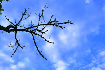 Dark silhouette of tree against summer sky.
