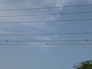 Birds Perched on Power Lines