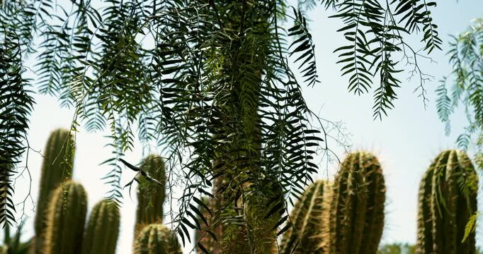 Windy branches of a tree with cacti in the background in Mallorca, Spain, creating a serene cinematic nature scene under bright sunlight.