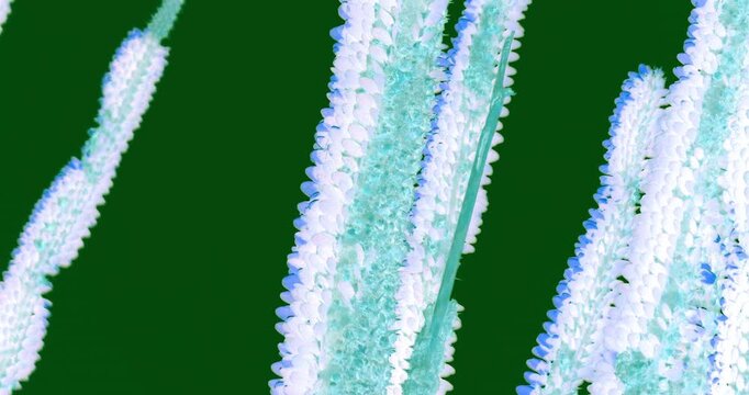 Macro closeup of elongated cactus spikes with small clustered buds in bright colors creating abstract botanical patterns in natural environment outdoors.