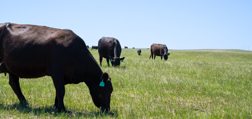 Black cattle grazing on open grassland under blue sky in South Dakota © Omar
