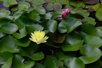 Water lily flowers. Nymphaeaceae perennial aquatic plant. From early summer to autumn, bright pink, yellow, and white flowers bloom on the water surface.
