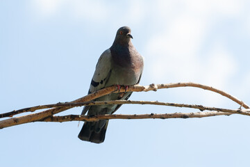 The blue pigeon