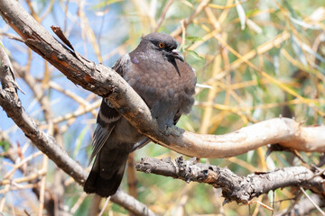 The blue pigeon