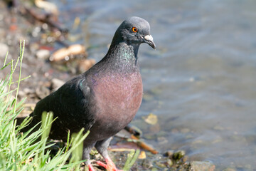 The blue pigeon