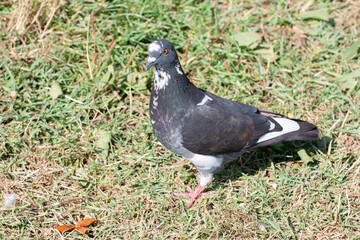 The blue pigeon