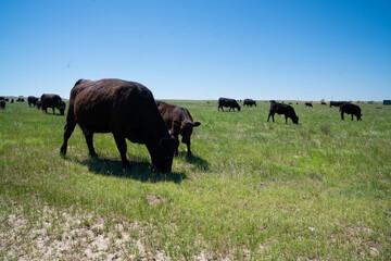 Black cattle grazing on open grassland under blue sky in South Dakota