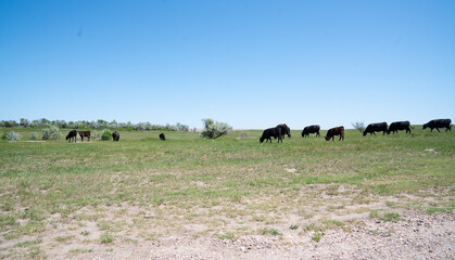 Black cattle grazing on open grassland under blue sky in South Dakota
