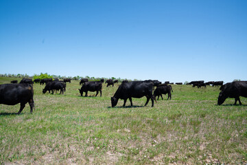 Black cattle grazing on open grassland under blue sky in South Dakota