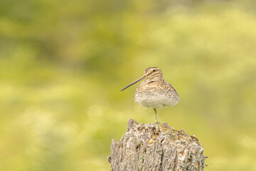 Wilson's Snipe