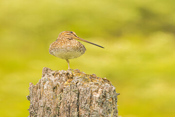 Wilson's Snipe