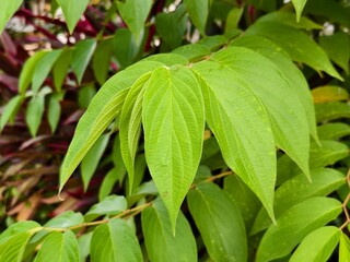 Piper aduncum plants in the afternoon 
