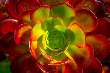 Beautiful succulent in the shape of a flower with green and red petals in gradient. detail of house...