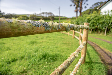 Wooden fence with vegetation developing due to strong humidity. Parish of Santo Espírito-Santa Maria-Azores-Portugal. © Pedro Emanuel 