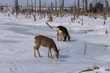 春国岱の凍った湿地に佇むエゾシカたち / Ezo Deer on the Frozen Wetland in Shunkunitai