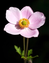 Single pink flower, close-up