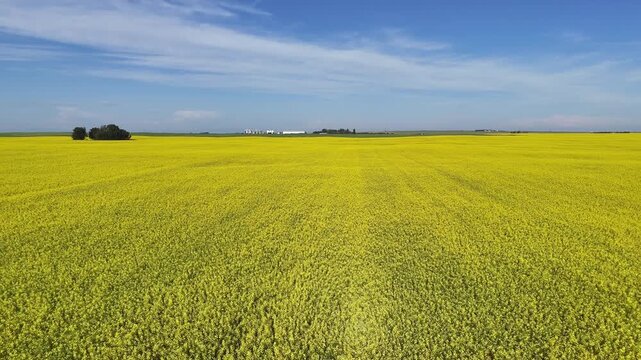 Canola fields in bloom in rural Alberta.