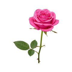 Beautiful single pink rose with green leaves and thorns Isolated On White Background