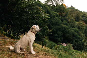 Labrador retriever sitted on the grass