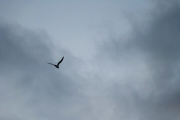 sky, 날기, 비행기, 구름, 대패, 도망, 버드, 날다, 항공기, 공기, 여행, 제트, 네이처, 갈매기, 석양, blue, 자유, 날개, 백, 교통, 독수리