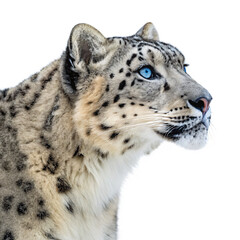 Obraz premium Snow Leopard Portrait, isolated PNG transparent background