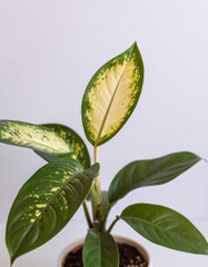 Dieffenbachia plant with variegated leaves showcasing its ornamental beauty and elegance