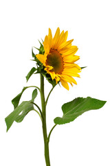 Sunflower isolated on white background. Sun symbol. Flowers yellow, agriculture. Seeds and oil. Flat lay, top view. Bio. Eco. Creative