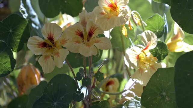 closeup of nasturtium flowers and leaves