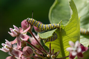 Monarch Caterpillars on Milkweed Flower and Leaf Macro Photography – Danaus plexippus