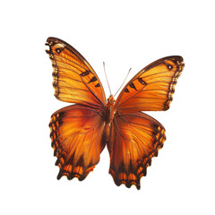 Obraz premium Orange butterfly, wings spread, detailed view