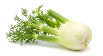 Fresh fennel bulb with feathery fronds ready for culinary use in salads, soups, or roasted vegetable dishes on a clean white backdrop for food photography